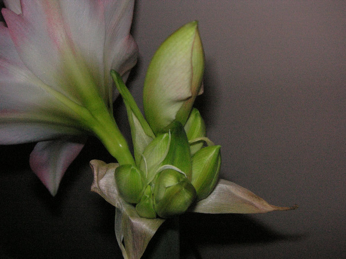 2280120250075666569tCxhFW_fs - Hippeastrum