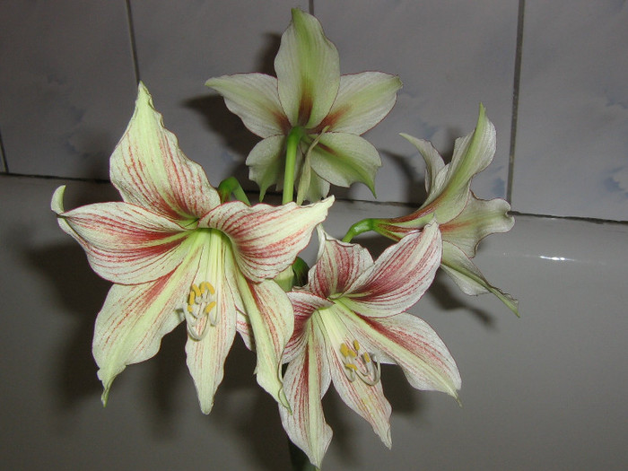 2280200120075666569UQxmNw_fs - Hippeastrum
