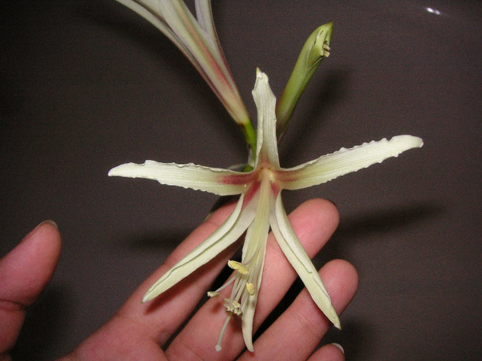 2281403450075666569SgsRfl_fs - Hippeastrum