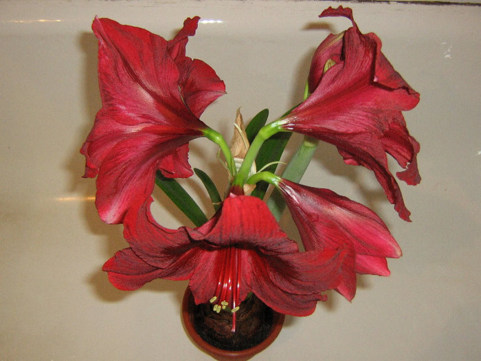 2284822210075666569RUTixe_fs