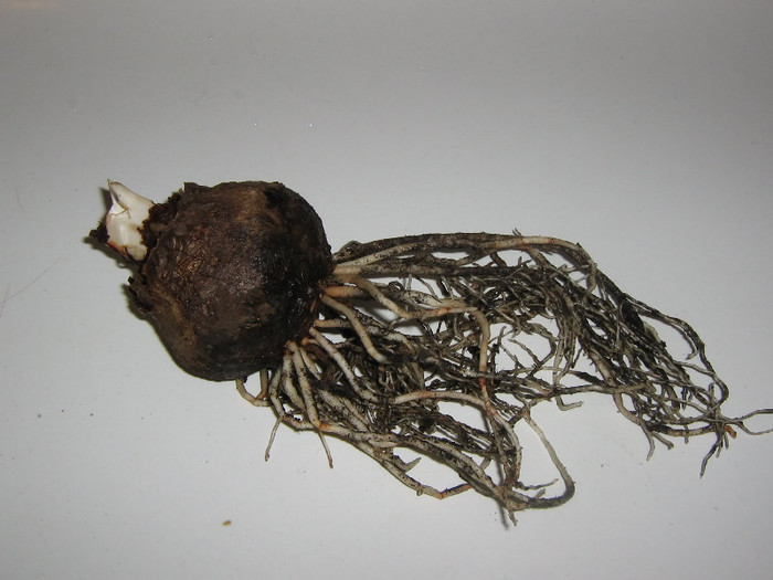 2292674850075666569DQhUBA_fs