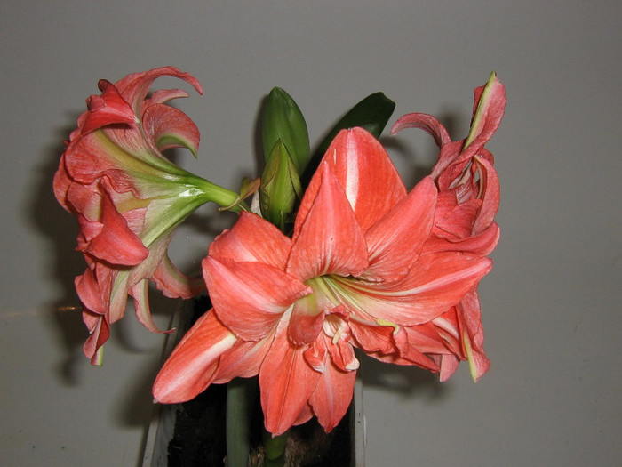 2301367060075666569jNGWdV_fs