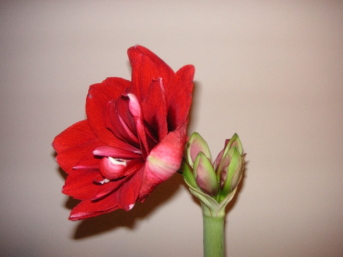 2312036330075666569kSmZKK_fs