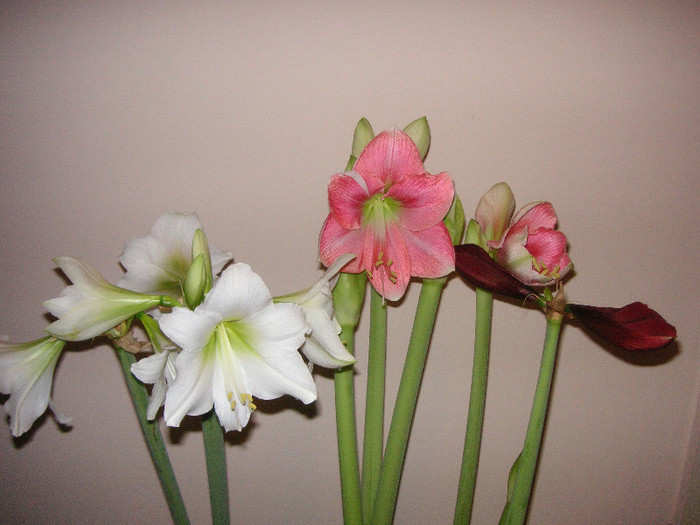 2314056150075666569HIRMhQ_fs