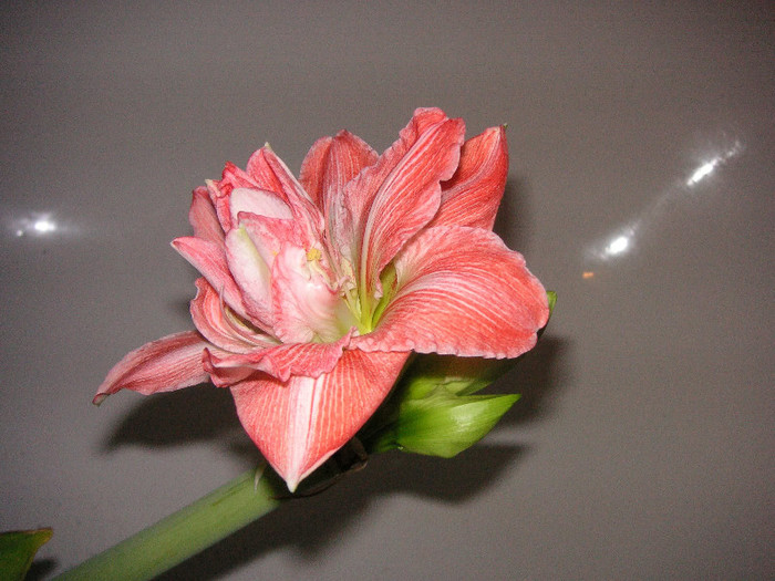 2316095760075666569hTVtQP_fs