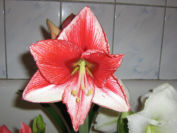 2317125600075666569xvoUOc_fs