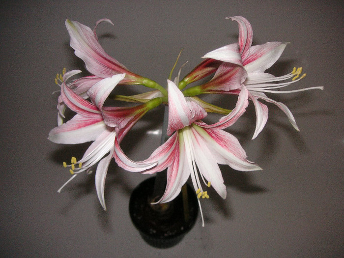 2321532170075666569jvJGcp_fs