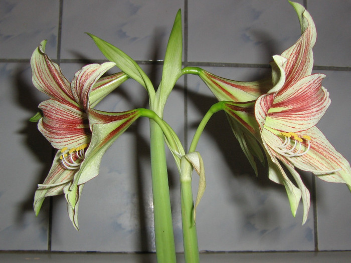 2322591330075666569qSkdbB_fs