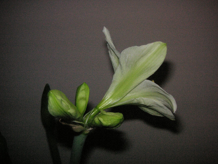 2326434860075666569OeoLPR_fs