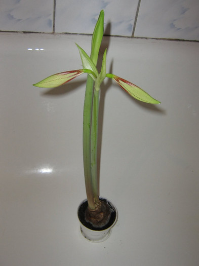 2341767800075666569yyCBKI_fs