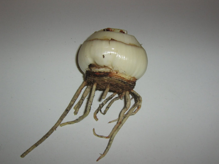 2359199740075666569cweKPd_fs