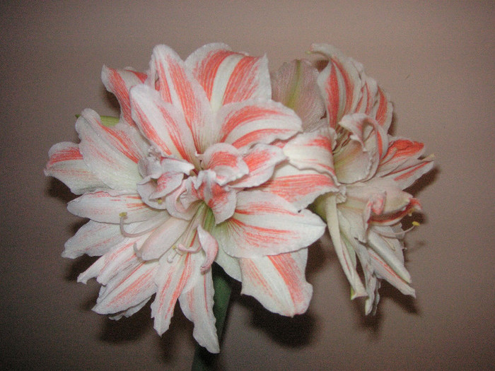 2367023890075666569uXFmBe_fs