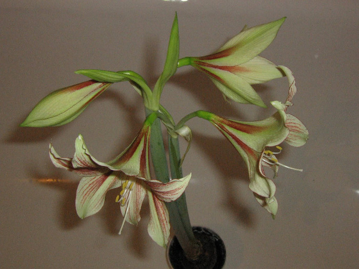 2389414890075666569OWBiYq_fs