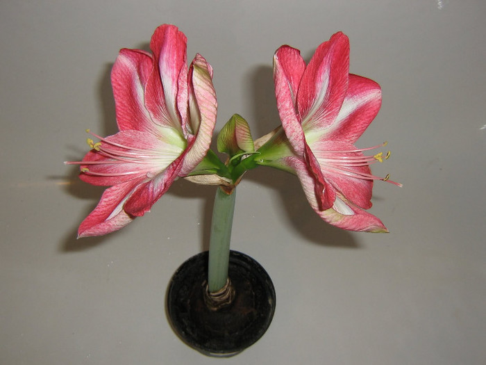 2396608800075666569MaUswK_fs