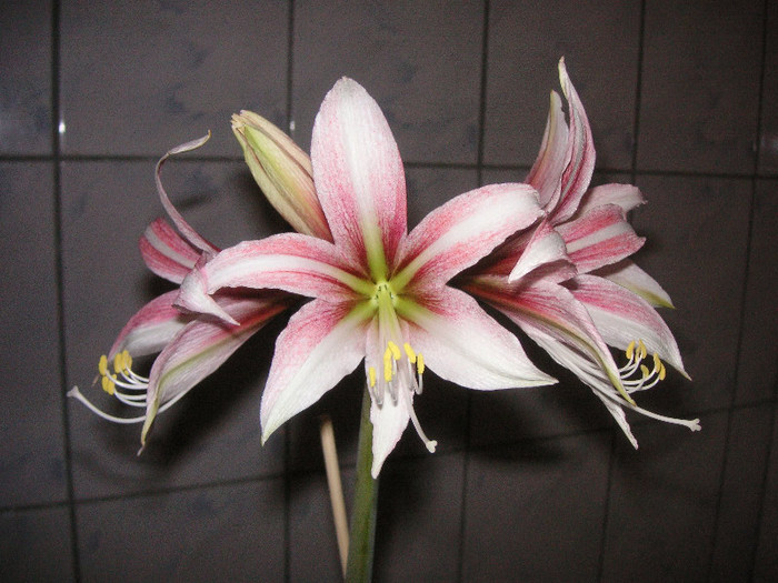 2413053630075666569VJwlWs_fs