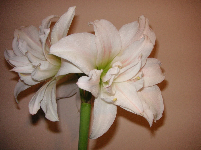 2422301210075666569WtbCFf_fs