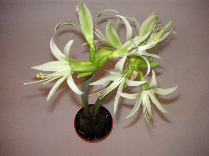 2433053300075666569aeFSPb_fs