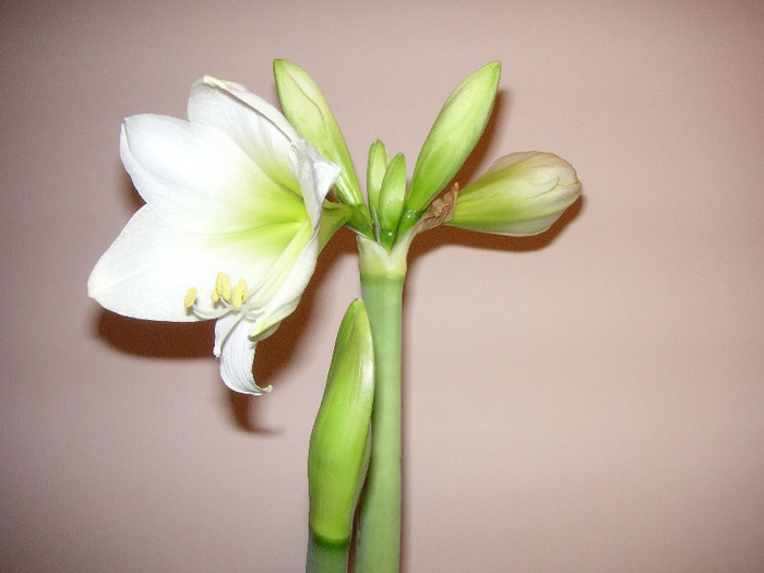 2435477760075666569kSMStb_fs