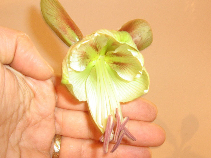 2450834980075666569wfcQvc_fs