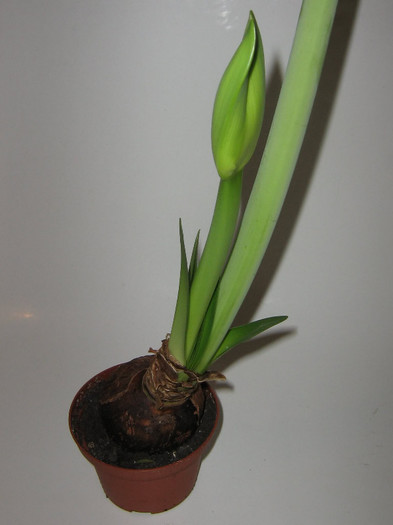 2455865840075666569gYNGFr_fs