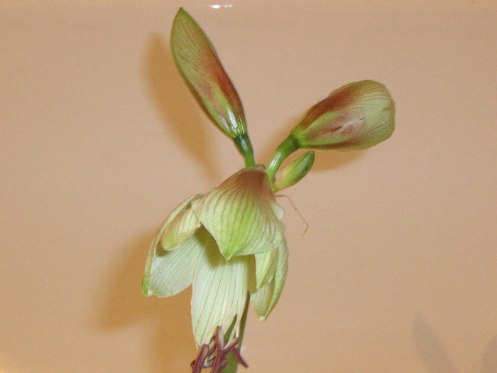 2467993370075666569gsDfxr_fs