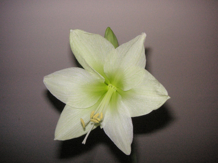 2473845350075666569mjANyl_fs