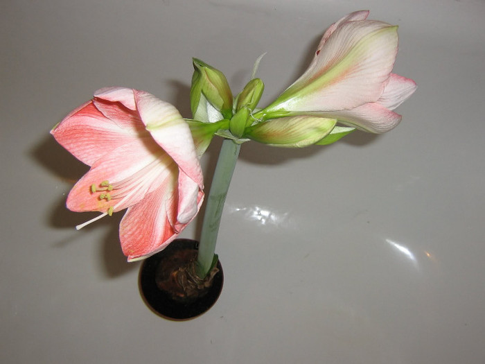 2476367350075666569xVeLct_fs