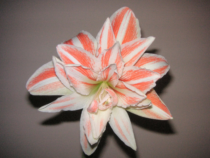 2479734330075666569ffCSYG_fs