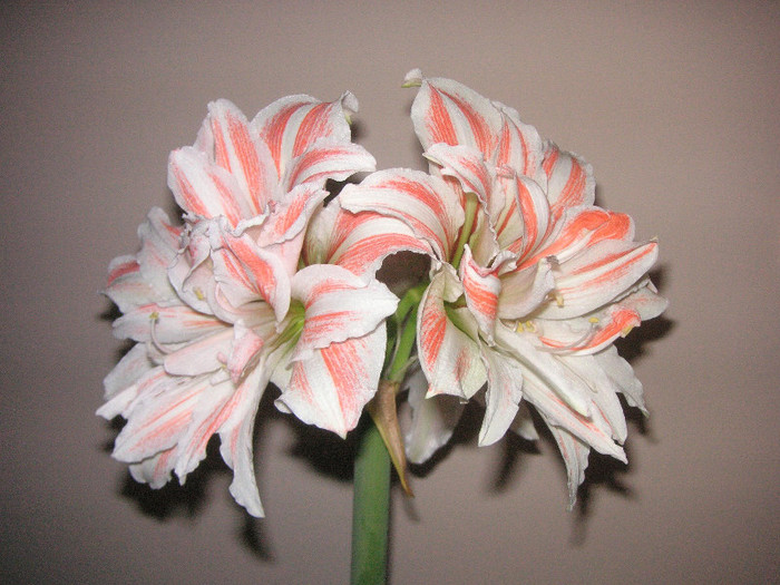 2480999160075666569dShMgj_fs