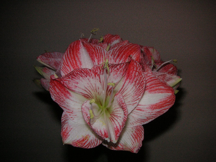 2490814630075666569coaJQC_fs