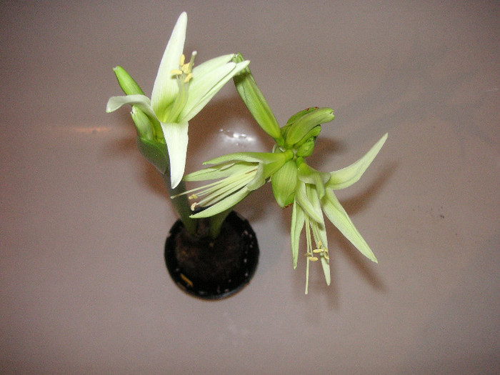 2501094900075666569JeeEZT_fs - Hippeastrum