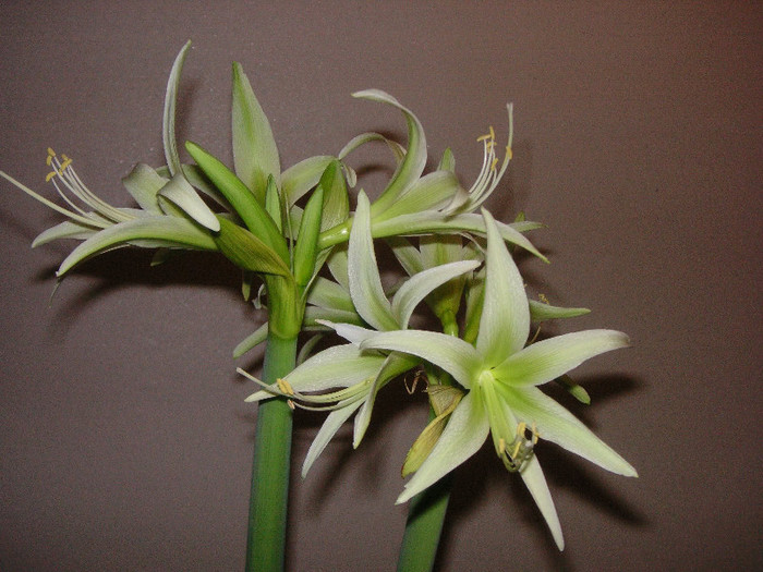 2501318820075666569esRmce_fs - Hippeastrum