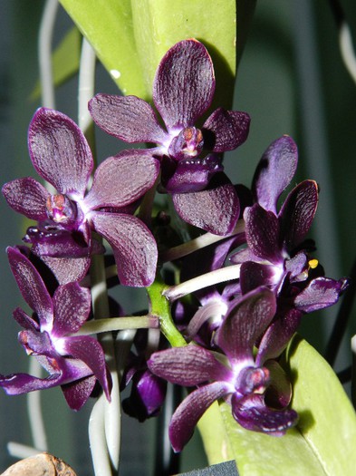 DSCN1401 - Vandachostylis Colmarie Black Beauty