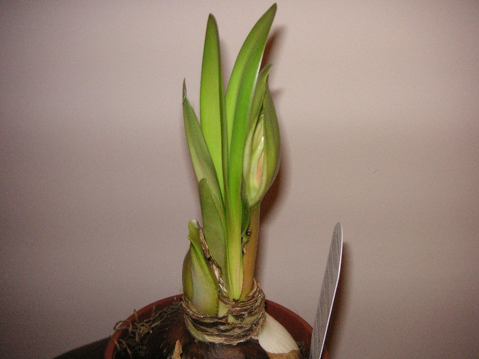 2502743440075666569RKOVgH_fs - Hippeastrum