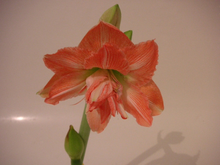 2505642210075666569bGcGlf_fs - Hippeastrum