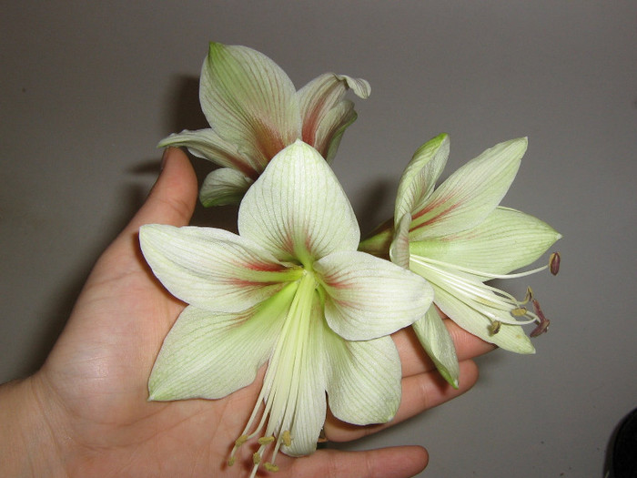 2505709430075666569WWvIsH_fs - Hippeastrum