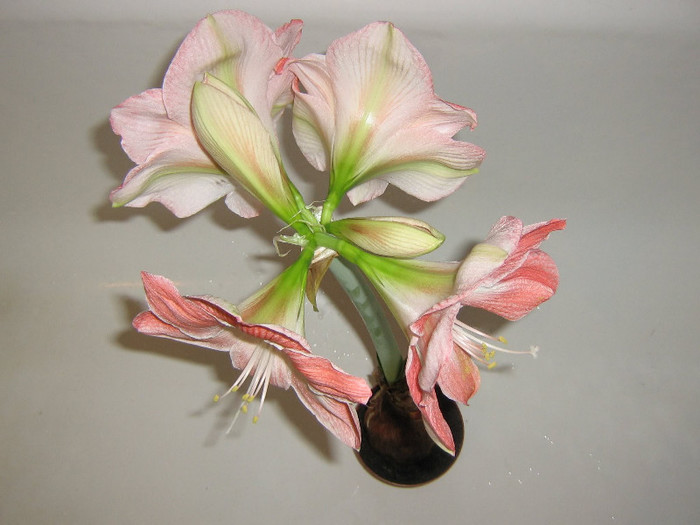 2510096690075666569glARzw_fs - Hippeastrum