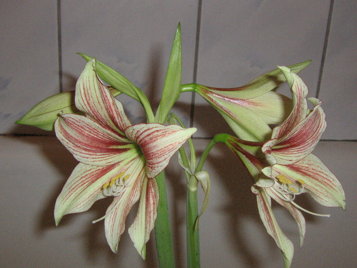2515122100075666569ELhfOM_fs - Hippeastrum