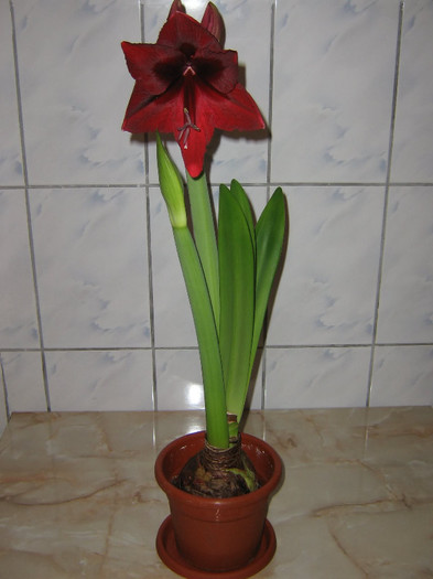 2515249100075666569mQygfh_fs - Hippeastrum