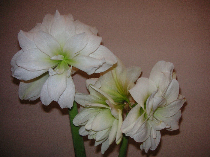 2515403800075666569MeNHqZ_fs - Hippeastrum