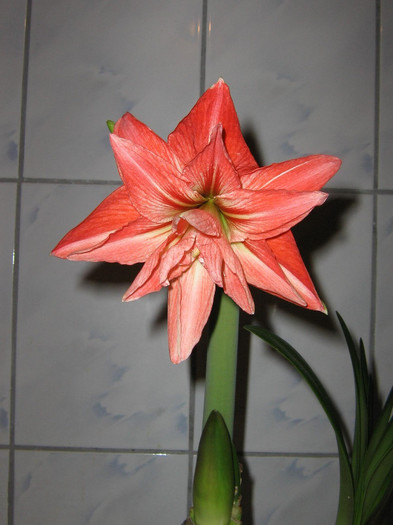 2516744210075666569kzOUWH_fs - Hippeastrum