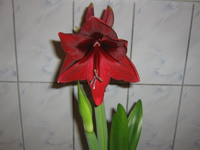 2518661410075666569pkAYds_fs - Hippeastrum