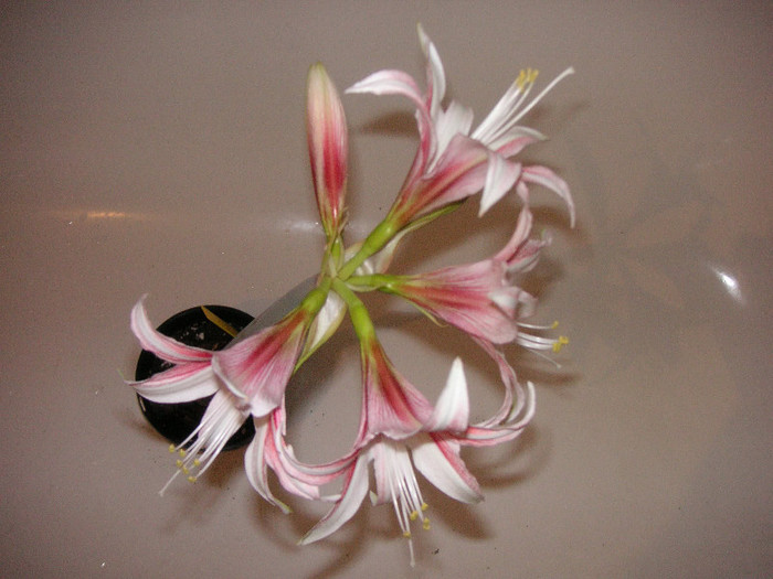 2520077460075666569ixDhaf_fs - Hippeastrum