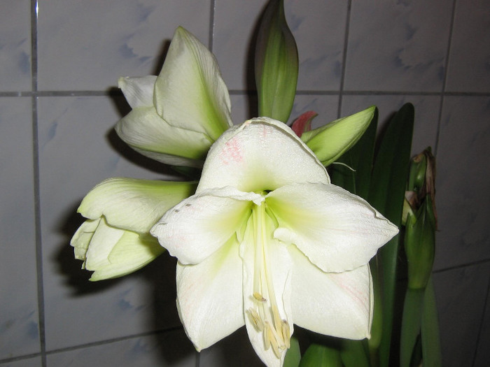 2524939700075666569UEcqMY_fs - Hippeastrum
