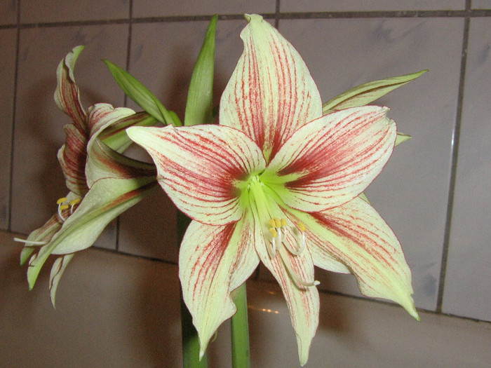 2525514510075666569yCeKfY_fs - Hippeastrum