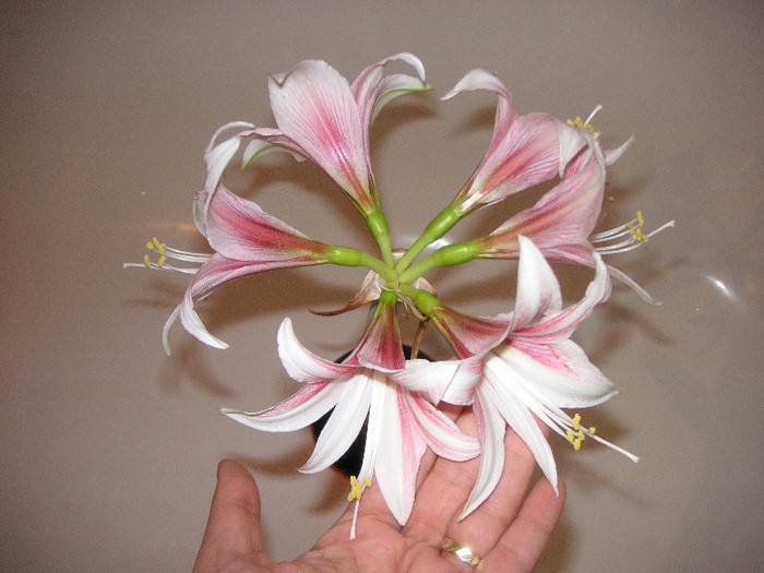 2529825030075666569zamlsi_fs - Hippeastrum