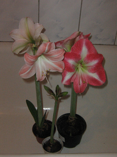 2530821950075666569NJZVIV_fs - Hippeastrum