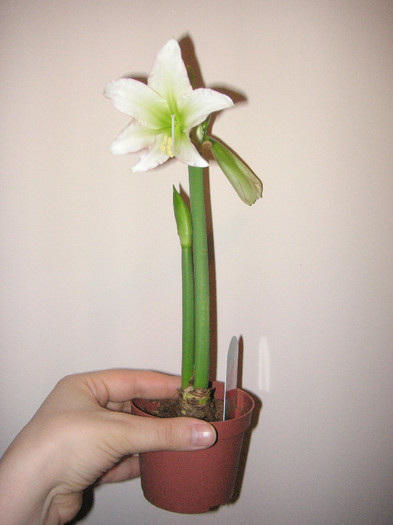 2538353930075666569pqCqpL_fs - Hippeastrum