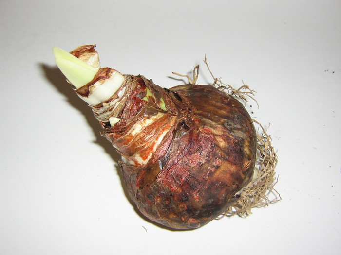 2540200510075666569nagSAq_fs - Hippeastrum