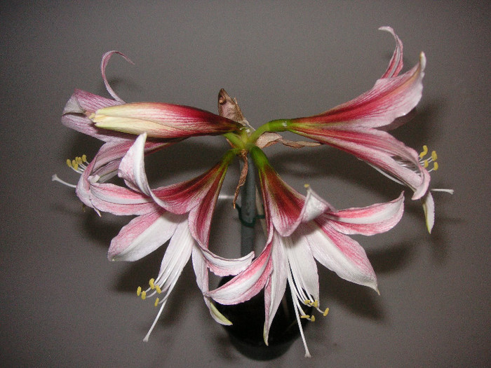 2540648570075666569TWvPem_fs - Hippeastrum